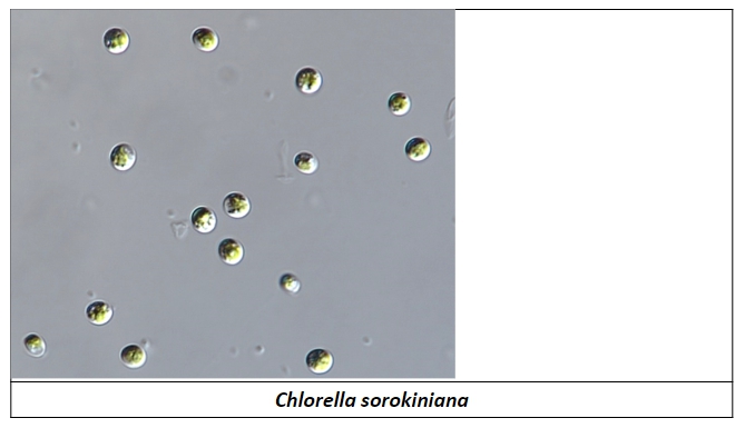 클로렐라 소로키니아나(Chlorella sorokiniana)