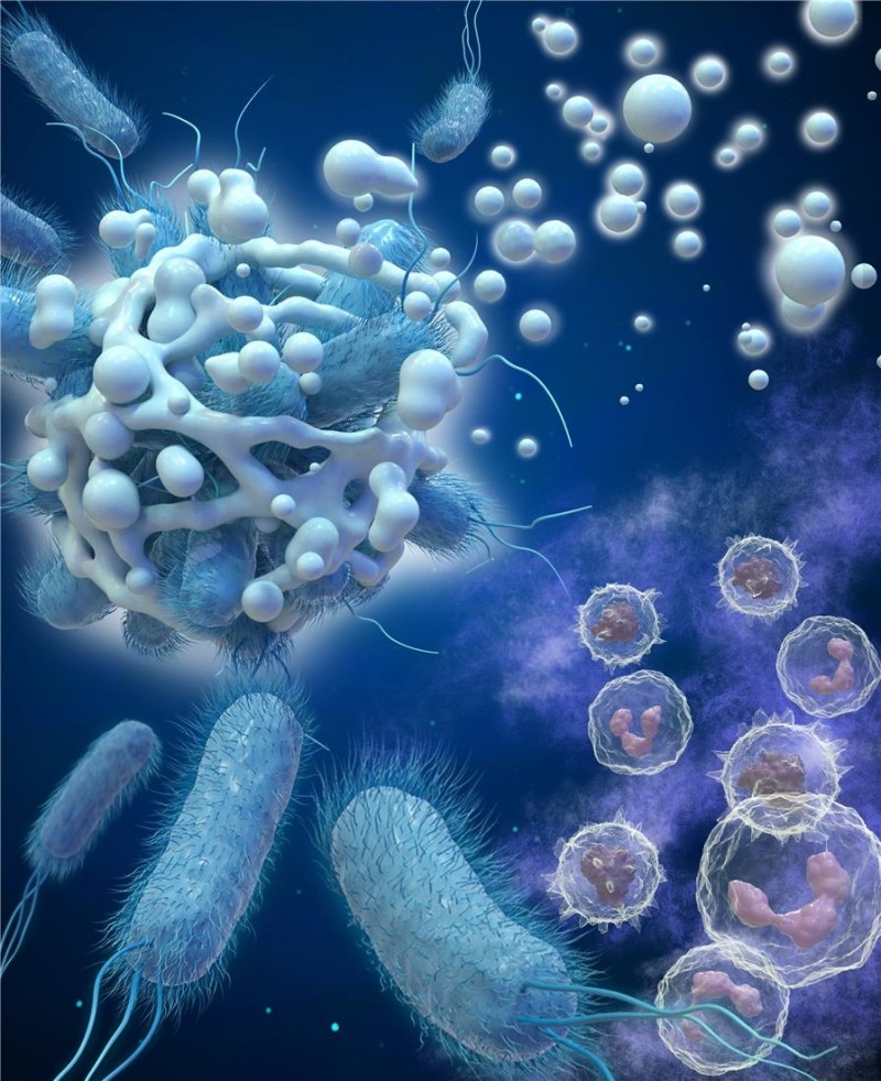 [연구] 연세 의대 연구팀, 만성중이염 원인균 억제하는 특정 단백질 면역기능 밝혀내
