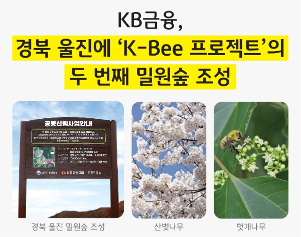 KB금융, ‘K-Bee’ 프로젝트 일환.. 경북 울진에 ‘밀원숲 조성사업’ 진행