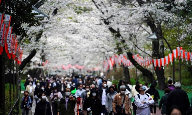 26일 일본 도쿄에서 마스크를 착용한 시민들이 벚꽃이 활짝 핀 벚꽃로를 걷고 있다.