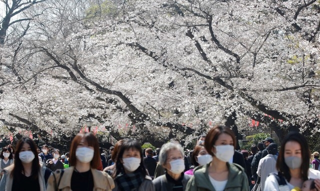 지난달 23일 도쿄에서 코로나19를 막기 위해 마스크를 착용한 사람들이 활짝 핀 벚꽃나무 아래를 걷고 있다. 