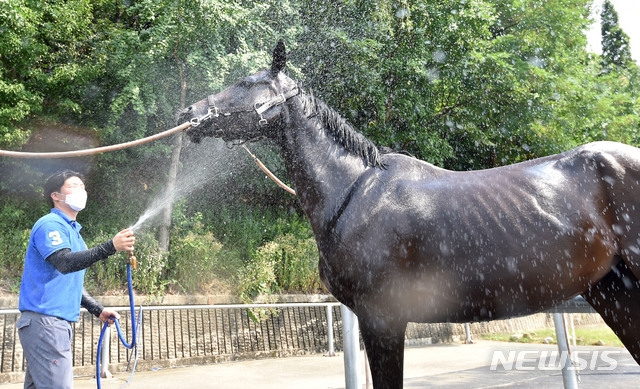  연일 폭염이 이어지고 있는 29일 오후 대구 달서구 대덕승마장에서 승마 교관이 말에게 시원한 물을 뿌리며 더위를 식혀주고 있다.