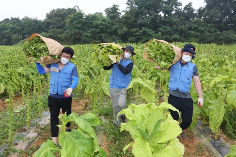 잎담배 농가 수확 봉사활동 