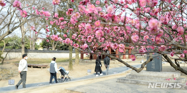  완연한 봄 날씨가 이어지고 있는 12일 전북 전주시 전주한옥마을 경기전에 홍매화가 만개해 있다.