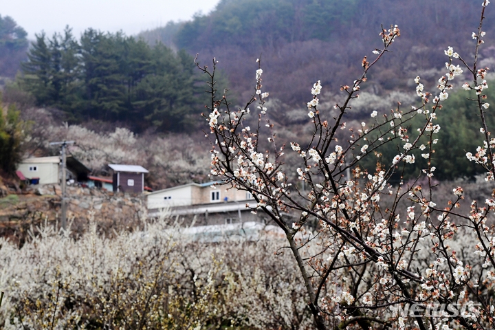 지난 14일 오후 경남 하동군 하동읍 인근 산기슭에 매화가 꽃망울을 터뜨려 봄소식을 전하고 있다.
