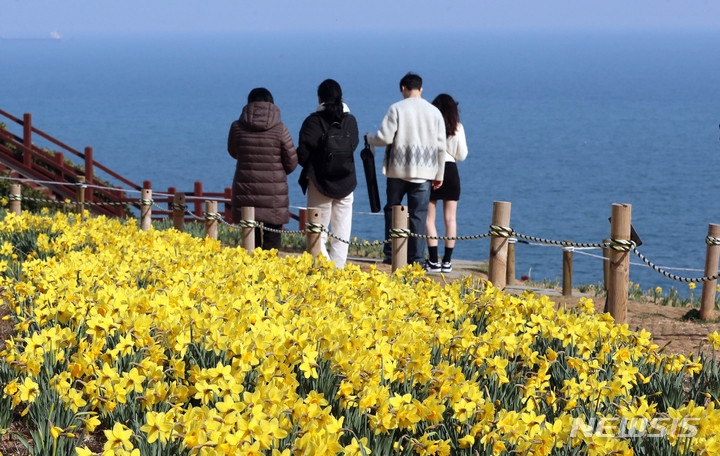 포근한 날씨를 보인 지난 15일 부산시 남구 오륙도해맞이공원을 찾은 시민들이 활짝 핀 수선화와 푸른 바다를 둘러보며 봄 나들이를 즐기고 있다. 