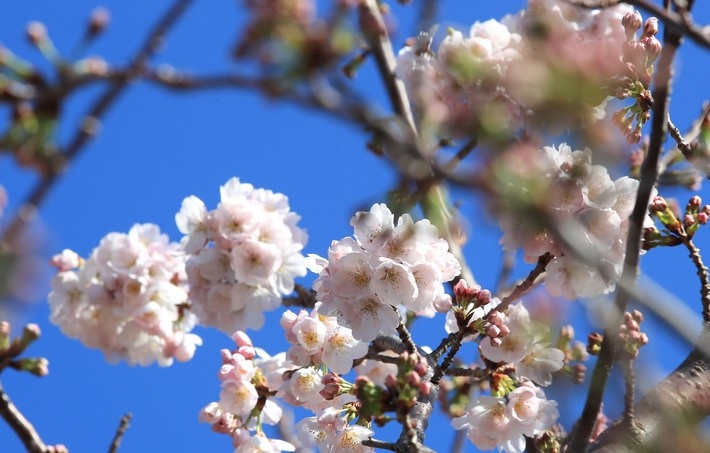 맑은 날씨를 보이는 15일 오전 제주시 도두동에 올해 첫 벚꽃이 피어나 봄정취가 물씬 풍긴다. 