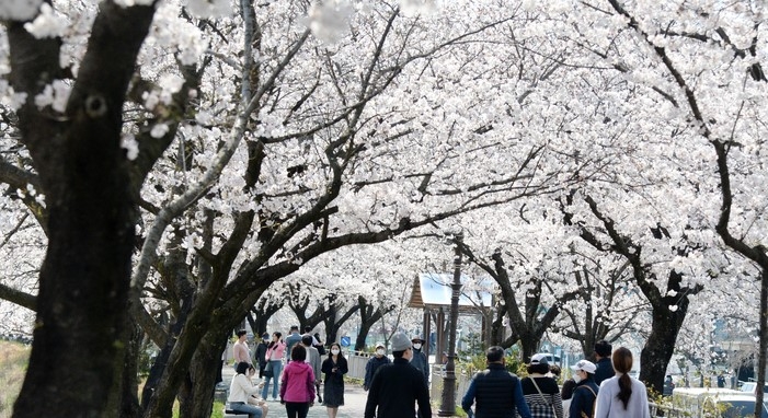 완연한 봄 날씨가 이어지고 있는 지난 3일 전북 남원시 요천로를 찾은 시민과 관광객들이 만개한 벚꽃을 바라보며 산책을 즐기고 있다. 