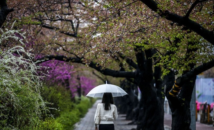 비가 내린 지난 5일 오전 서울 영등포구 여의서로 벚꽃길에서 한 시민이 우산을 쓴 채 이동하고 있다. 