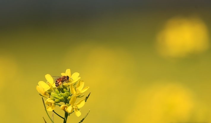 추위가 물러나고 예년 기온을 회복한 19일 오전 제주 서귀포시 남원읍 휴애리 농장에 활짝 핀 유채꽃 위로 벌들이 부지런히 날아들고 있다.