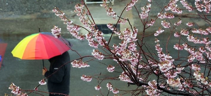  만물이 겨울잠에서 깨어나는 절기 '경칩'인 지난 5일 부산 수영구 부산배화학교 앞에서 한 시민이 우산을 쓴 채 활짝 핀 벚꽃 아래를 지나가고 있다. 