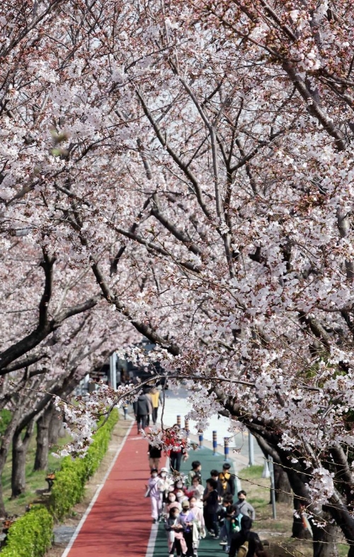  29일 부산 사상구 삼락생태공원 둑방길을 찾은 시민들이 벚꽃터널을 지나며 봄나들이를 즐기고 있다. 