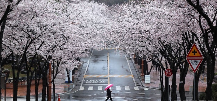 봄비가 내린 전날(3일) 대구 달서구 계명대학교 성서캠퍼스에서 우산을 쓴 학생들이 만개한 벚꽃 아래를 걷고 있다. 