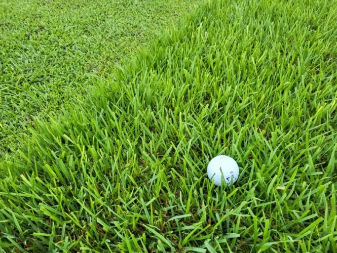 러프 위에 골프볼이 올려져 있는 모습.