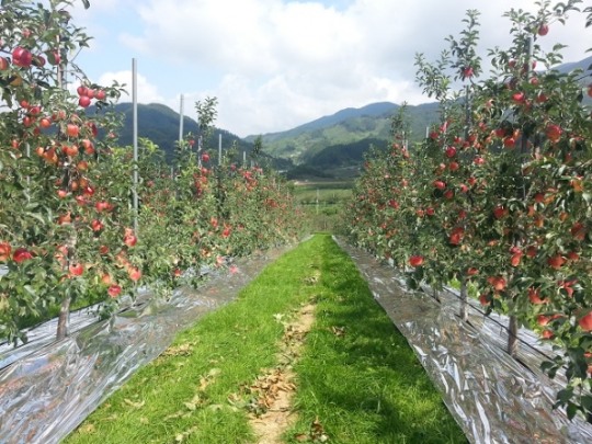 과수원 이미지