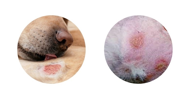 바이오빛, 펩타이드 반려동물 피부헬스케어 제품 선봬 - 뉴스 썸네일 이미지