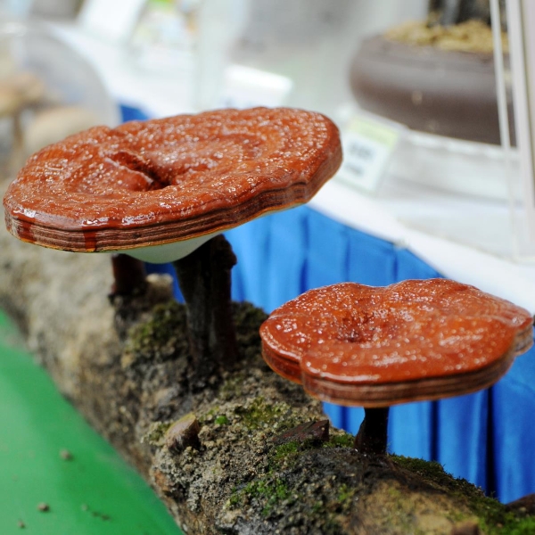 ‘Bulrocho’ Reishi mushroom health keeper…effects such as insomnia, depression, heart, respiratory system