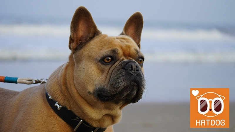하트독, 귤밭뷰와 오션뷰 함께 즐기는 애견동반 카페 추천 - 뉴스 썸네일 이미지