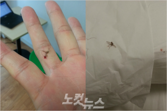'그야말로혈투'인천아시안게임미디어촌에서는기사를작성중이거나수면을취할때면모기와전쟁에일과잠에집중하기어려운경우가빈발했다.오른쪽사진은베개에서잡은모기의모습.(자료사진)