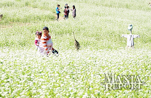 ▲두승산청정메밀축제장이열린메밀밭.사진