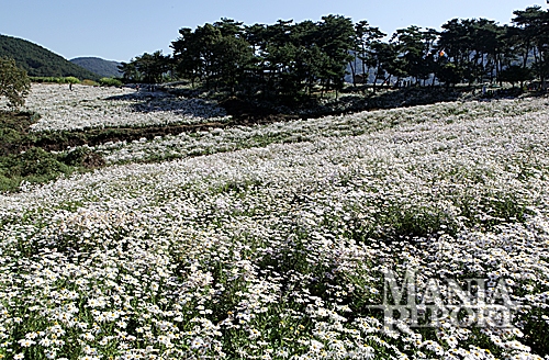 ▲정읍구절초축제장.사진