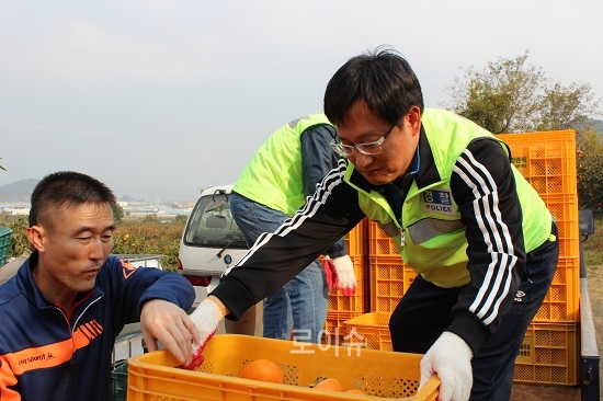 ▲경남경찰청직원들이단감수확에일손을보태고있다.<경남경찰청제공>