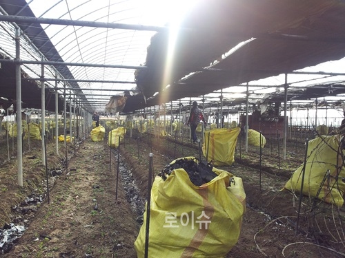 ▲사회봉사대상자들이누전으로화재가발생한화훼농가복구지원에나서고있다.<부산보호관찰소제공>