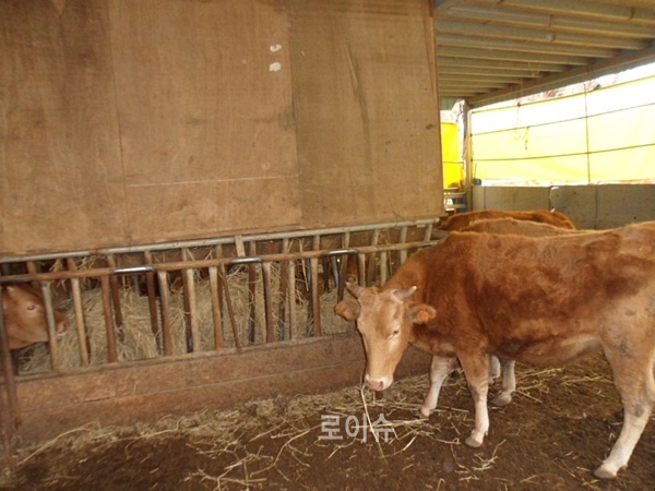 ▲새벽에이탈한한우9마리를면밀한수색끝에안전하게축사로이동조치.(사진제공=경남경찰청)