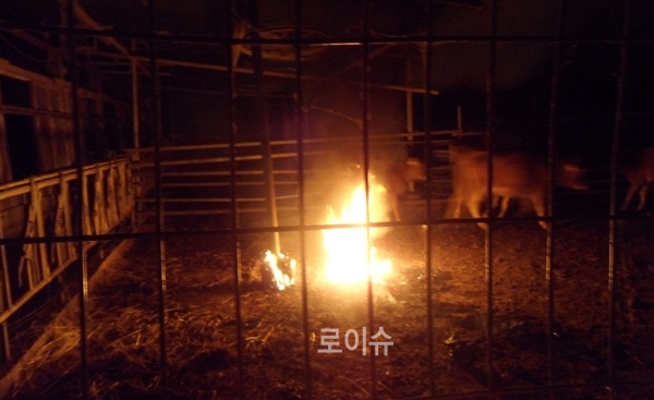 ▲소40마리가있는축사에불이붙고있다.(사진제공=부산경찰청)