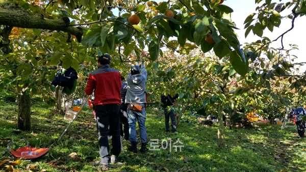 ▲사회봉사대상자들이과수농가일손돕기를하고있다.(사진제공=부산보호관찰소)