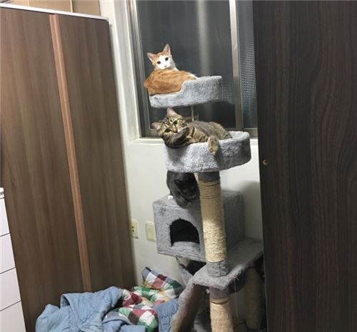 촬영 후 캣타워에서 휴식을 취하는 출연자들