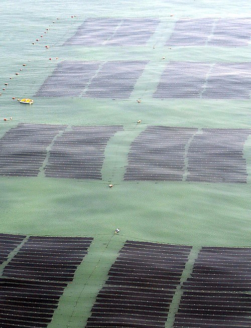 부산의 한 김 양식장.(사진=뉴시스)