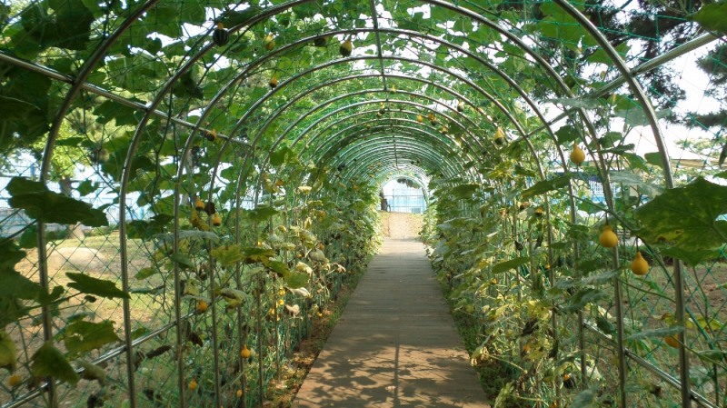 인천항만공사가 갑문을 찾은 어린이 방문객들에게 자연학습의 기회를 제공하기 위해 조성한 홍보관 쉼터 넝쿨터널에 넝쿨호박이 탐스럽게 달려있다.(사진=인천항만공사)