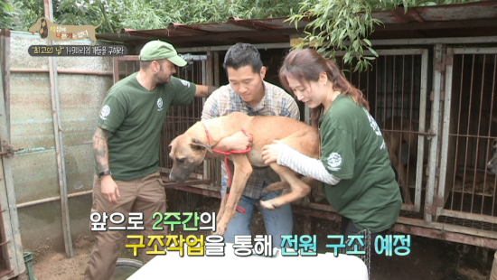 현실판 '옥자'…HSI, 식용견 149마리 구출기