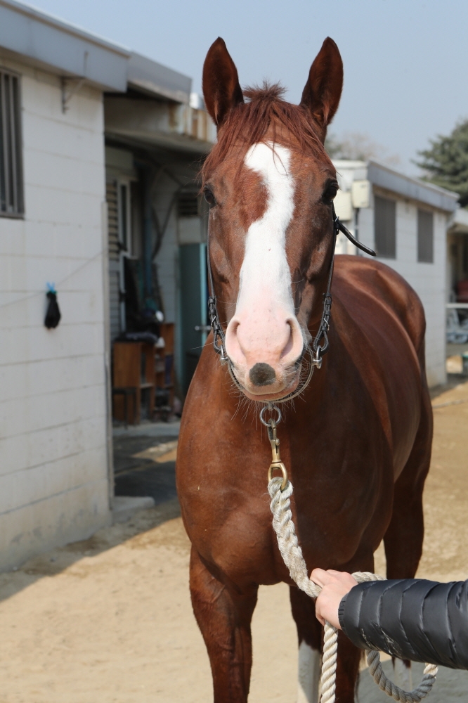 경주마 로열빅토리.(사진=한국마사회)