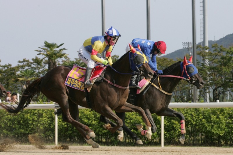 최우수 국산 3세 암말로 선정된 제주의하늘.(사진=한국마사회)