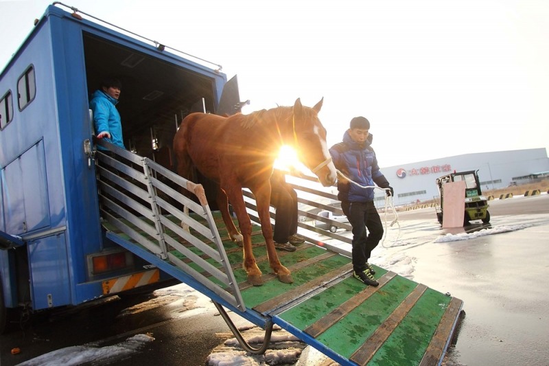 경주마 수송 장면.(사진=한국마사회)