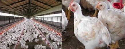국내 최초로 양계장의 살충제 대신에 사용할 수 있는 무독성,무농약제품으로 대체힐수 있는 효소 제품이 출시됐다. (사진=이피아)