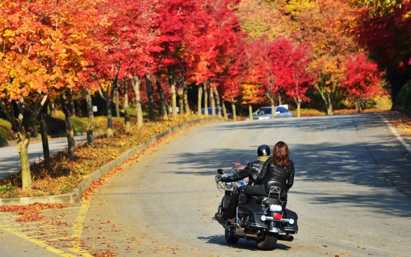 (사진=에버랜드)