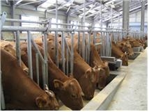 한우 사육 모습(사진=농진청)