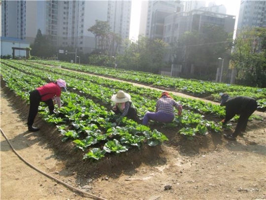 텃밭 가꾸고 이웃 돕고…광진구, ‘자투리 텃밭 기부의 날’ 운영
