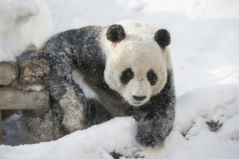 에버랜드 스노우 판다월드