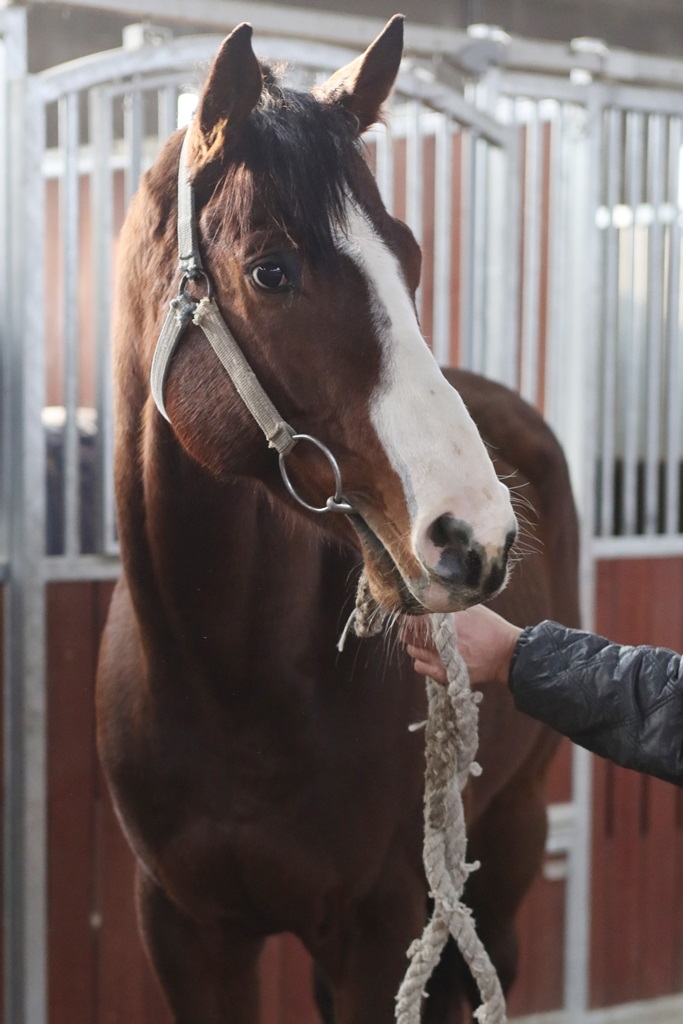 동촌의아침 (사진=한국마사회)