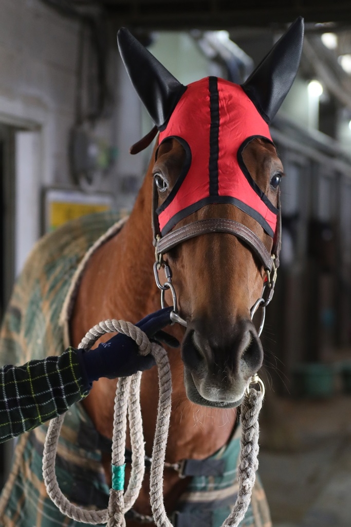 태양왕 (사진=한국마사회)