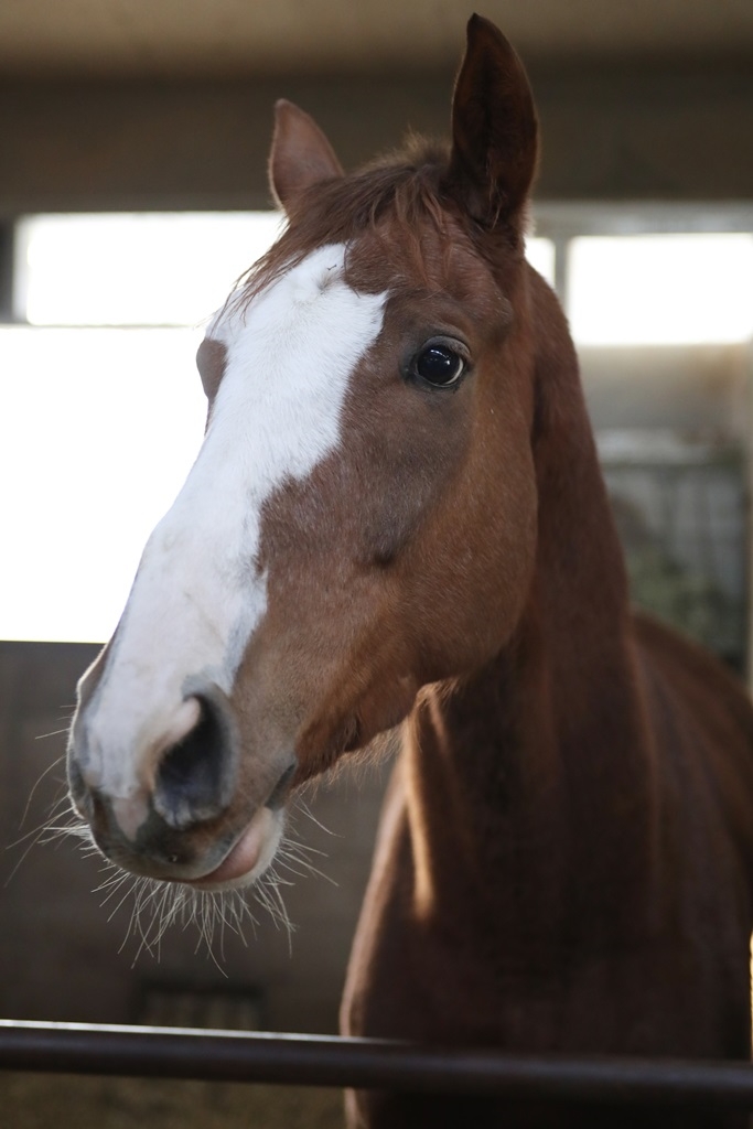 장산카우보이 (사진=한국마사회)