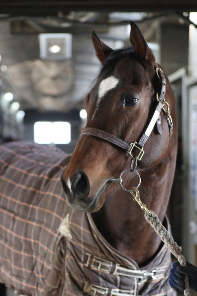 클린업빙고 (사진=한국마사회)