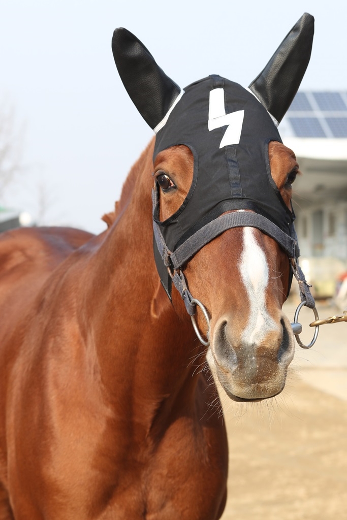 강성대국 (사진=한국마사회)