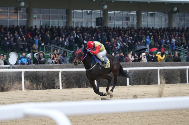 2017년도 동아일보배 우승마 메니머니(사진=마사회)