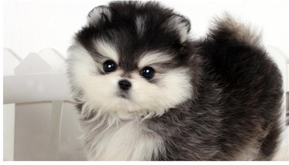 강아지분양 펫갤러리아, 300마리 이벤트 진행