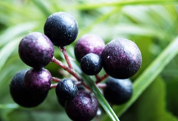 ⓒ 구글 이미지검색